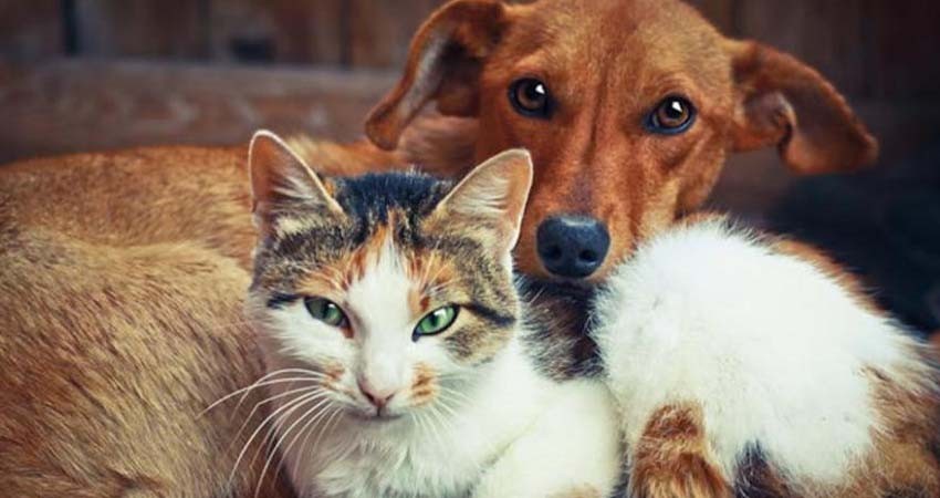 Propone Partido Verde frenar explotación comercial de perros y gatos en el país