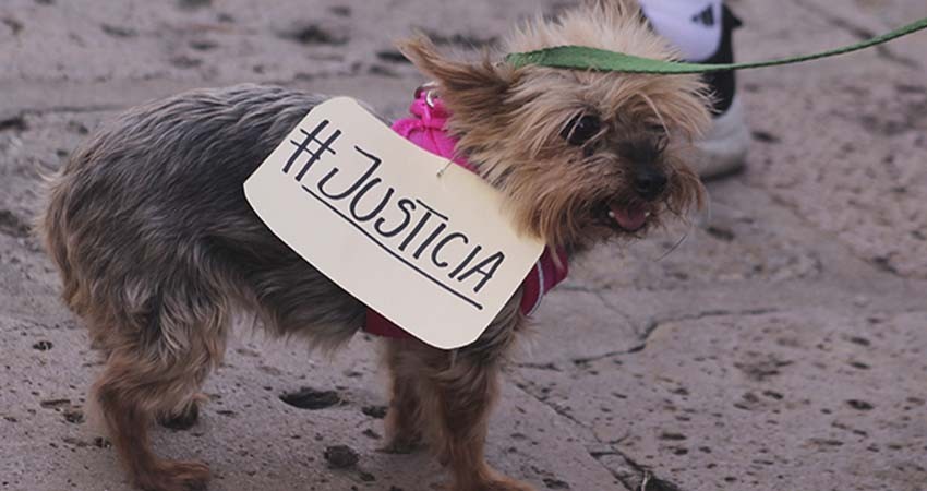 ONG entregan más de 160 mil firmas al Congreso para impulsar derechos de animales