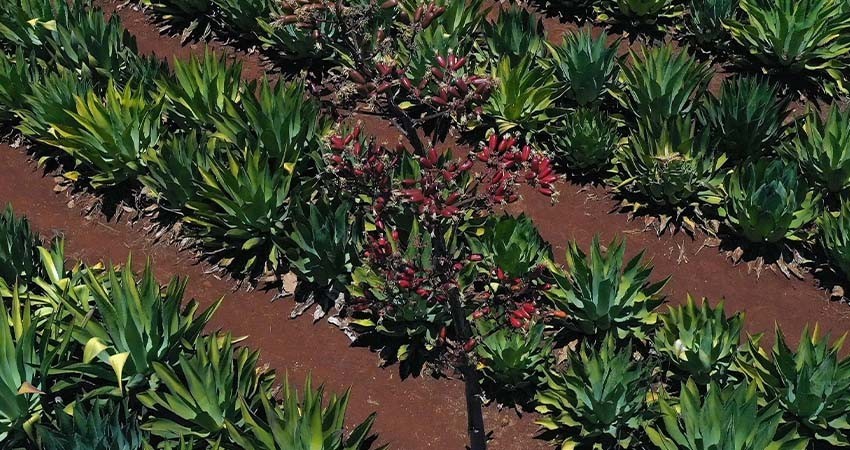 Diversidad genética del agave cae casi 100 % en México por falta de polinización