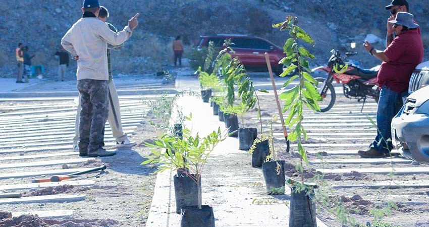 Más de 90 árboles se reforestaron durante el mes de octubre en La Paz
