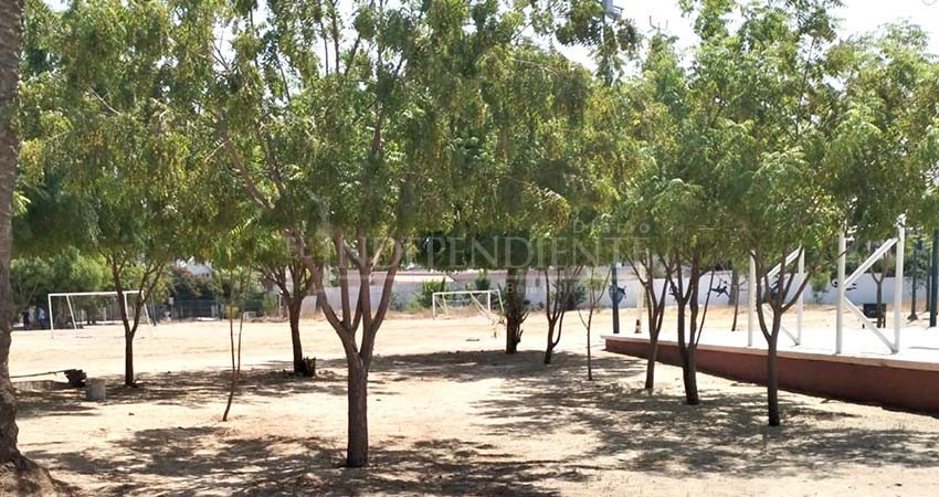 Recibirá La Paz 25 mil árboles; se plantarán a partir de enero