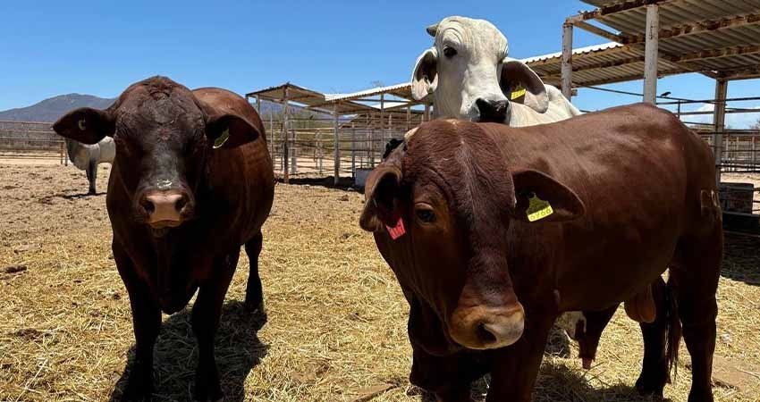 Reconoce SENASICA avance de Baja California Sur en campaña de tuberculosis bovina Reconoce SENASICA avance de Baja California Sur en campaña de tuberculosis bovina