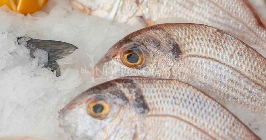 Retos de los supermercados para abastecerse de pescado sostenible y local