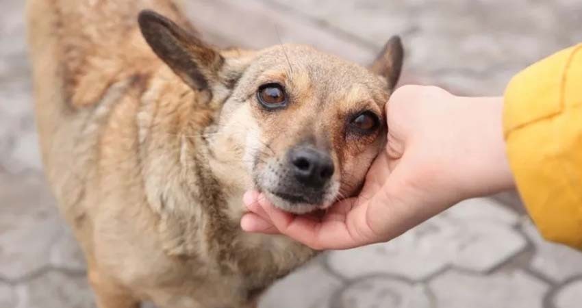 Diputados aprueban reformas a Constitución para prohibir maltrato a los animales