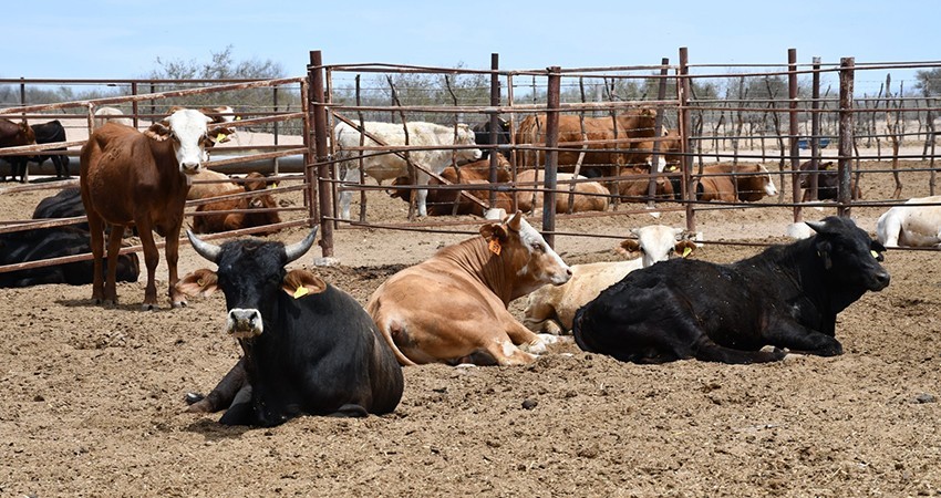 Presenta SEPADA plan emergente para disminuir efectos de la sequía en BCS