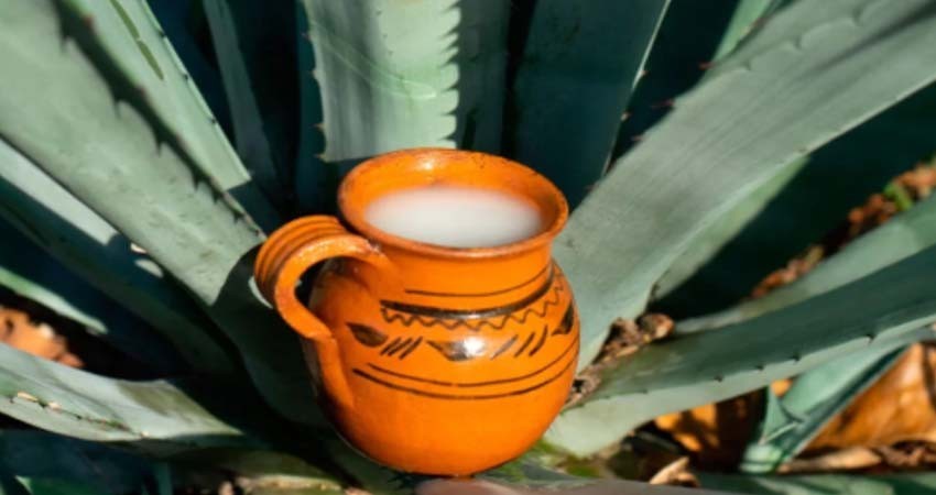 Buscan declarar el proceso de elaboración del pulque como Patrimonio Cultural