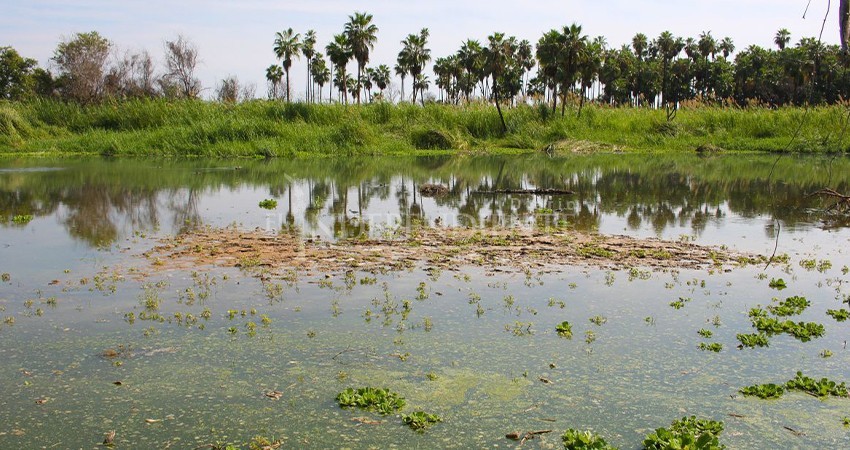 Agoniza el Estero de San José del Cabo por la contaminación de la PTAR Fonatur