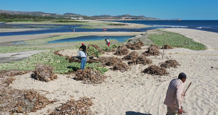Implementa Ayto de Los Cabos Plan de Contingencia para limpieza Estero SJC