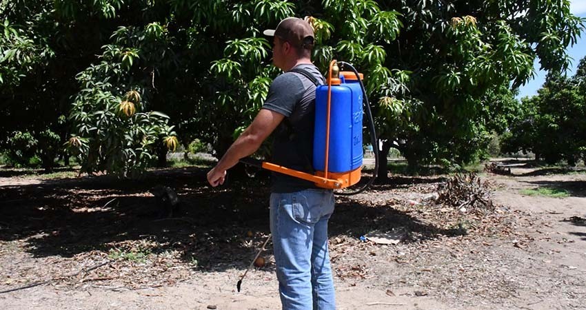 BCS se mantiene a la baja en brotes de mosca de la fruta