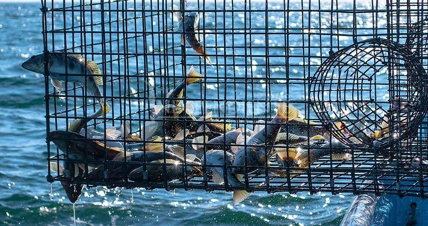 El verdillo, el pescado que brinda esperanza a las comunidades de BCS