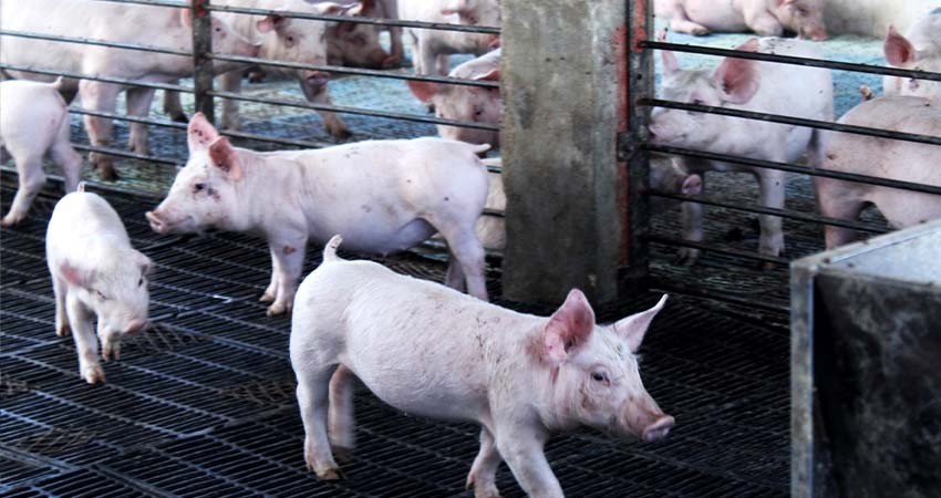 BCS, libre de enfermedades en bovinos, ovinos, caprinos, porcinos, y aves