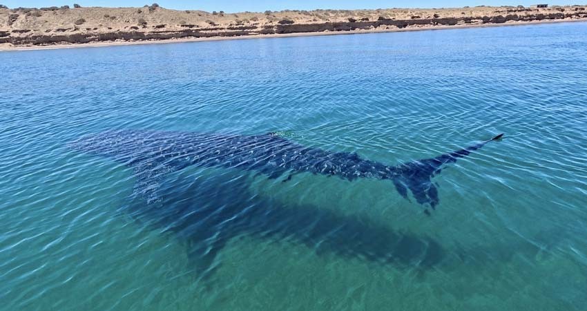 Tiburón Ballena principal atractivo turístico de La Paz