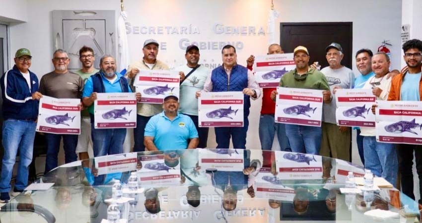 Otorgan 27 permisos para el avistamiento del Tiburón Ballena a prestadores de servicios turísticos de La Paz