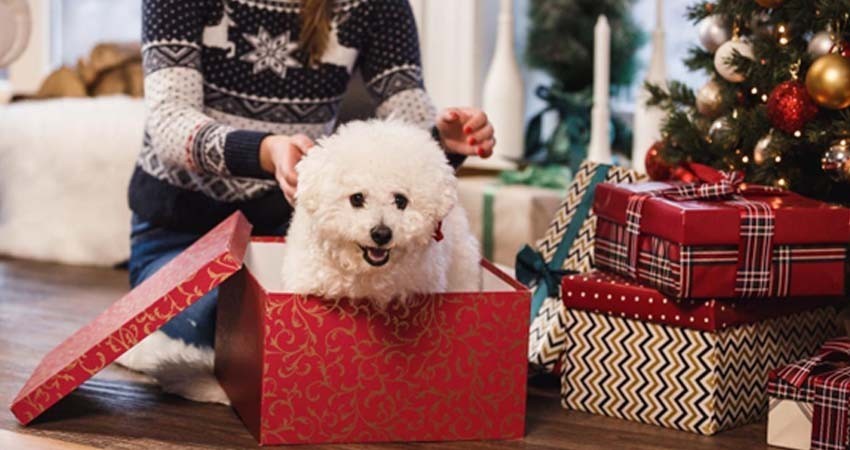 Exhortan a no regalar 'michis y lomitos' en época decembrina; 'no son juguetes'