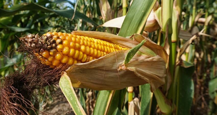 En febrero, reforma para prohibir siembra de maíz transgénico: Sheinbaum