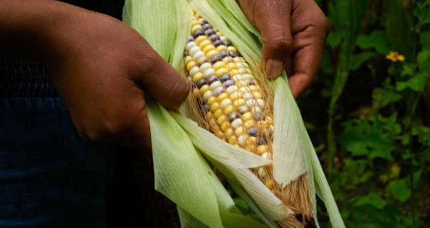 Morena presentará iniciativa para prohibir maíz transgénico para consumo humano: Monreal