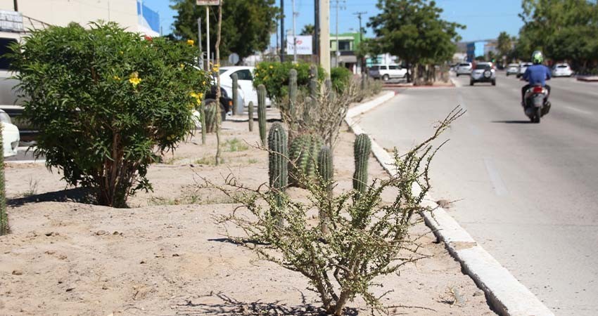 Más de 3,700 plantas se han utilizado para el embellecimiento de los “Camellones Choyeros”
