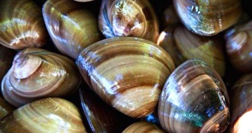 Captura BCS más de 166 mil toneladas de especies marinas Captura BCS más de 166 mil toneladas de especies marinas