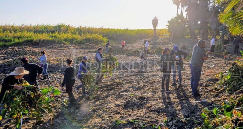Ayuntamiento de Los Cabos ofrecerá empleos temporales para rescate del Estero Josefino