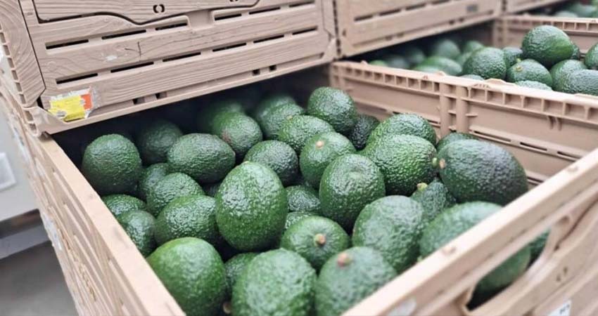 Productores de aguacate exportarán 110,000 toneladas para el Super Bowl LIX