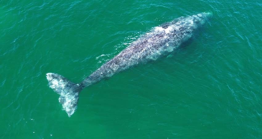 Inaugura Quiroga Romero la temporada de avistamiento de ballenas en Puerto Chale