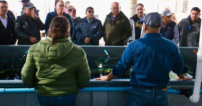 Gobierno estatal, CONAPESCA, y productores suman esfuerzos para mejorar aprovechamiento de abulón en la Pacífico Norte Gobierno estatal, CONAPESCA, y productores suman esfuerzos para mejorar aprovechamiento de abulón en la Pacífico Norte