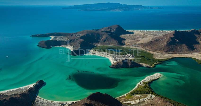 Trece especies del Golfo de California se encuentran en deterioro: Informe del N-Gen Trece especies del Golfo de California se encuentran en deterioro: Informe del N-Gen