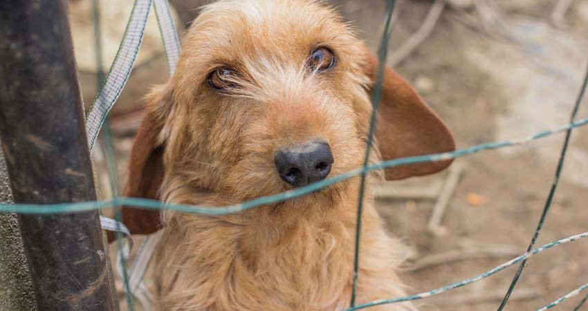 Proponen reformas en materia de protección animal; que se evite la mutilación, alteración y abandono de animales domésticos