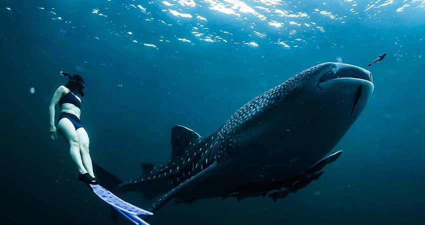 Suspenden avistamiento y nado con el Tiburón Ballena en la bahía de La Paz Suspenden avistamiento y nado con el Tiburón Ballena en la bahía de La Paz