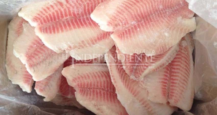 Denuncian fraude. Organizaciones exigen una NOM para evitar venta de pescado con exceso de agua