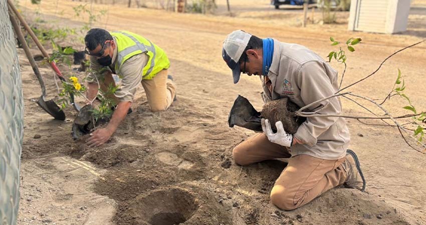 Más de 300 árboles se reforestaron en La Paz durante enero
