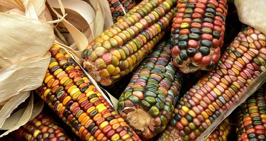 Celebra USA que México retire prohibición a importaciones de maíz transgénico