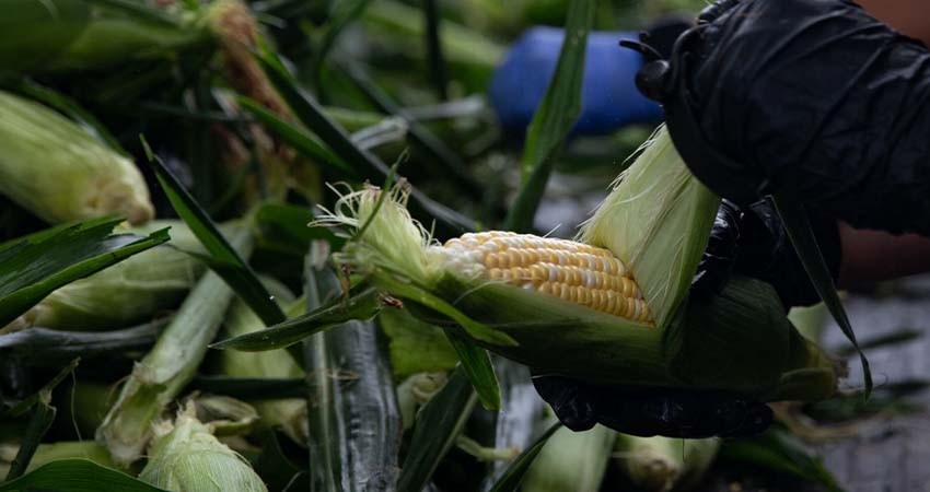 México reanuda importaciones de maíz transgénico desde EE.UU.