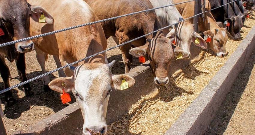 IICA refuerza esfuerzos contra el gusano barrenador del ganado en México