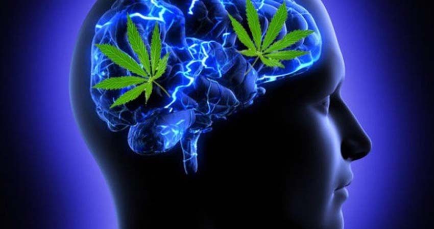 Consumo frecuente de cannabis puede afectar la salud mental: IMSS