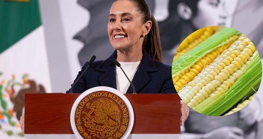 Adelanta Sheinbaum iniciativa contra maíz transgénico