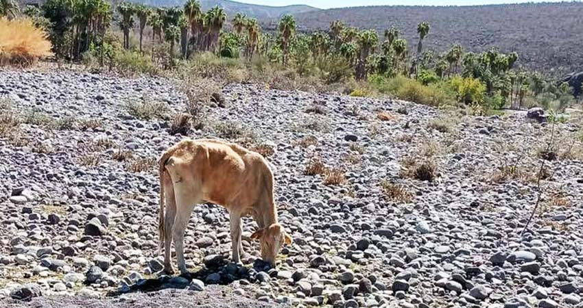 Ganaderos piden al Gobierno Estatal realice declaratoria de "emergencia ganadera" por sequía Ganaderos piden al Gobierno Estatal realice declaratoria de "emergencia ganadera" por sequía