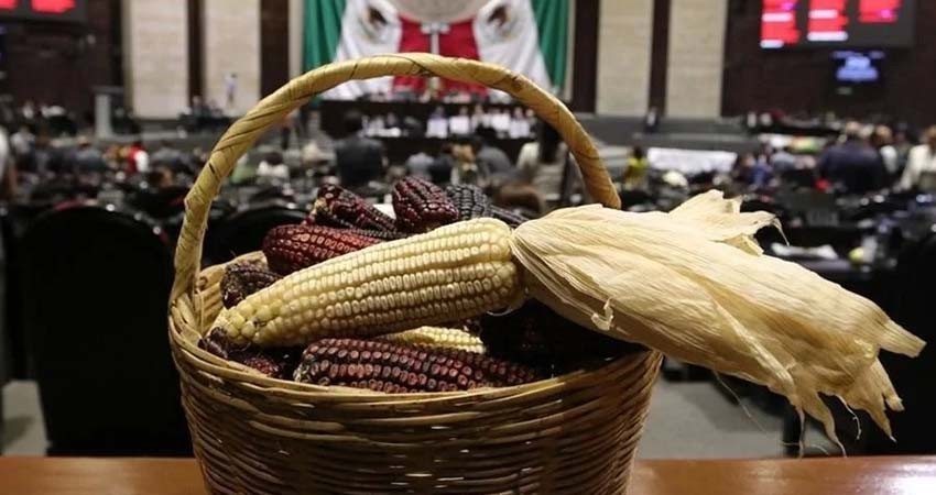 Diputados avalan prohibición de cultivo de maíz transgénico