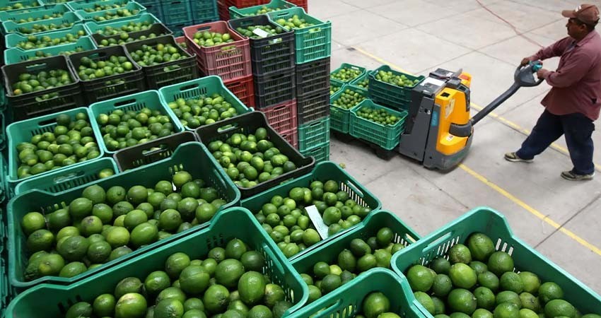 Valor de las exportaciones de limón crece 3.4% en 2024, pese al crimen organizado