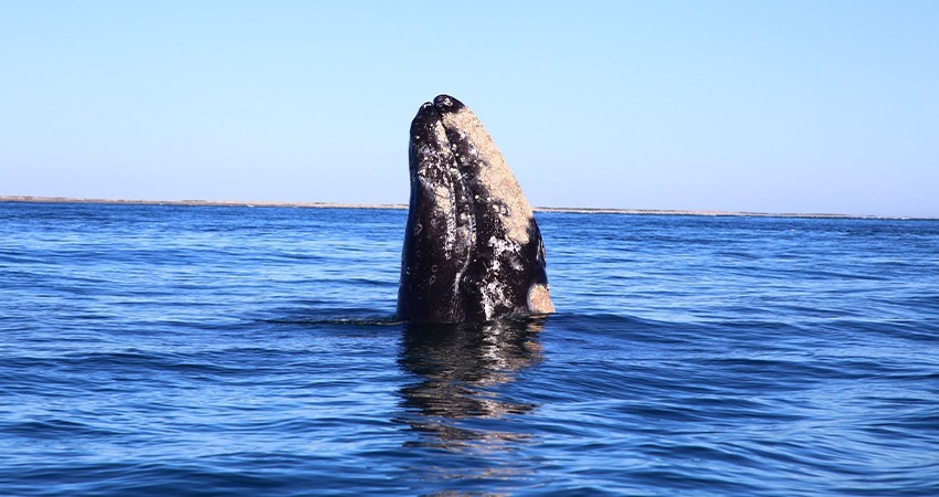 Un éxito la temporada de avistamiento de la ballena gris en Puerto Chale Un éxito la temporada de avistamiento de la ballena gris en Puerto Chale