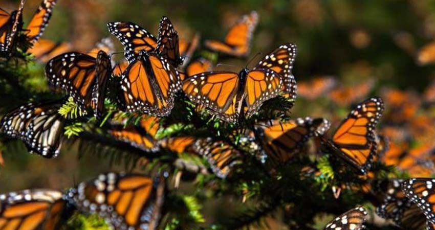 Se eleva a la doble ocupación de Mariposa Monarca con respecto al año pasado