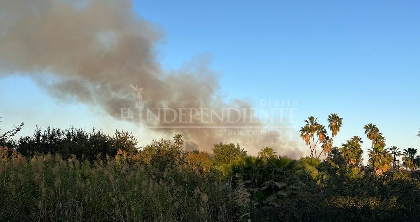 Reportan un detenido por el incendio en el Estero de San José del Cabo