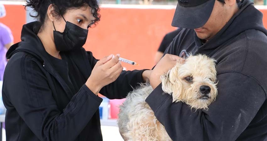UABCS participa en jornada de esterilización y vacunación canina y felina