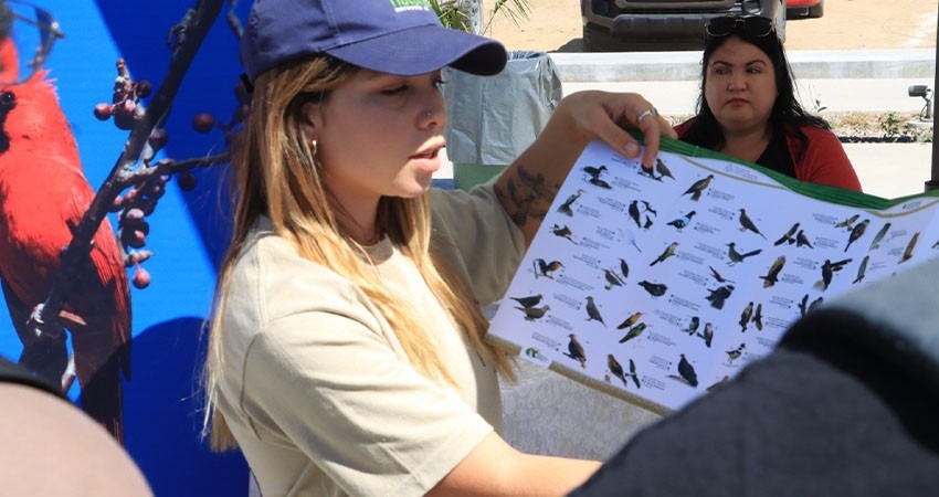 Invita UABCS al Segundo Festival de las Aves Playeras