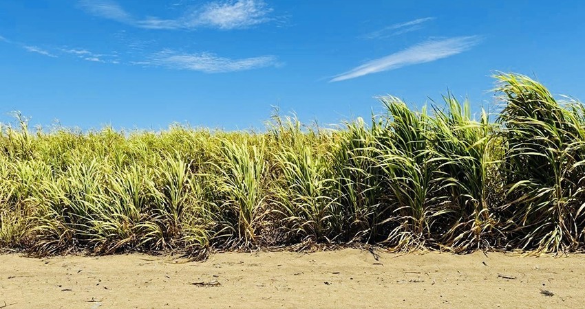 Logra el Centro de Propagación Vegetativa en tres años producir 51 mil kilogramos de zacate cuba 22 Logra el Centro de Propagación Vegetativa en tres años producir 51 mil kilogramos de zacate cuba 22