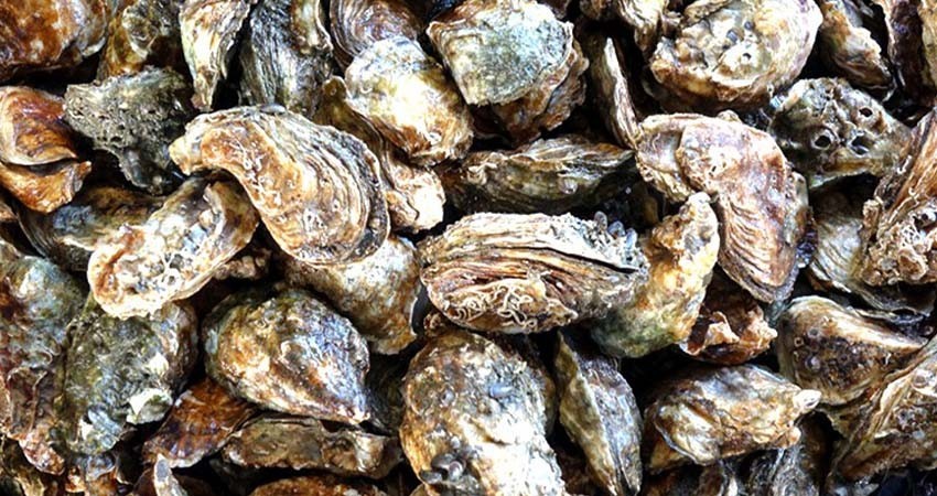 De manera temporal suspende COEPRIS la extracción de moluscos bivalvos en tres zonas de Mule-gé De manera temporal suspende COEPRIS la extracción de moluscos bivalvos en tres zonas de Mule-gé