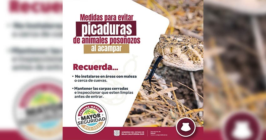 Llaman a cuidarse de la picadura de animales ponzoñosos