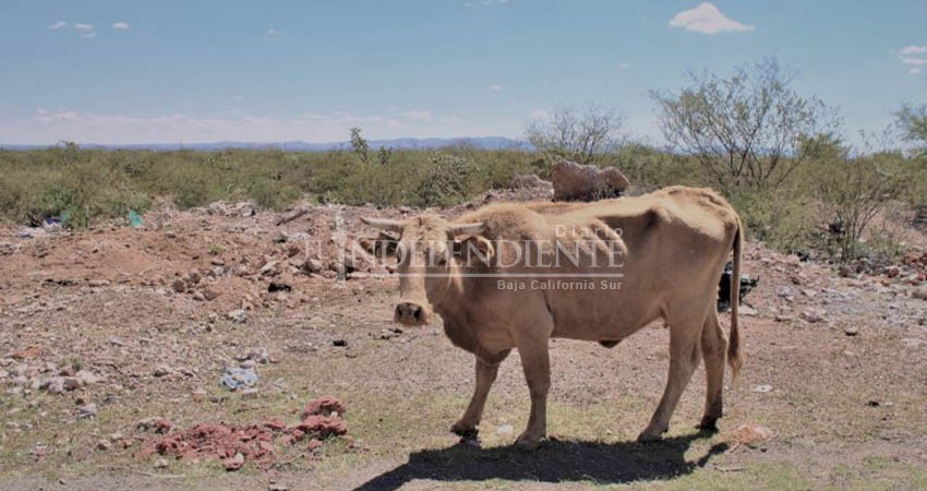 Reconoce Castro Cosío muerte de centenares de reses en dos años por sequía en BCS