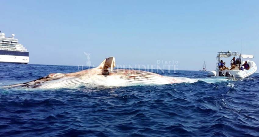 Aumenta el número de muertes de ballena gris Aumenta el número de muertes de ballena gris