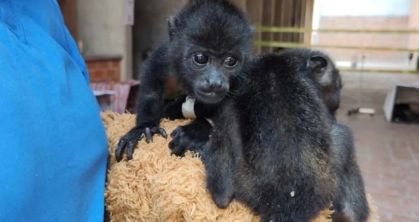 Denuncian a exfuncionaria de Semarnat por muerte de nueve crías de mono saraguato Denuncian a exfuncionaria de Semarnat por muerte de nueve crías de mono saraguato